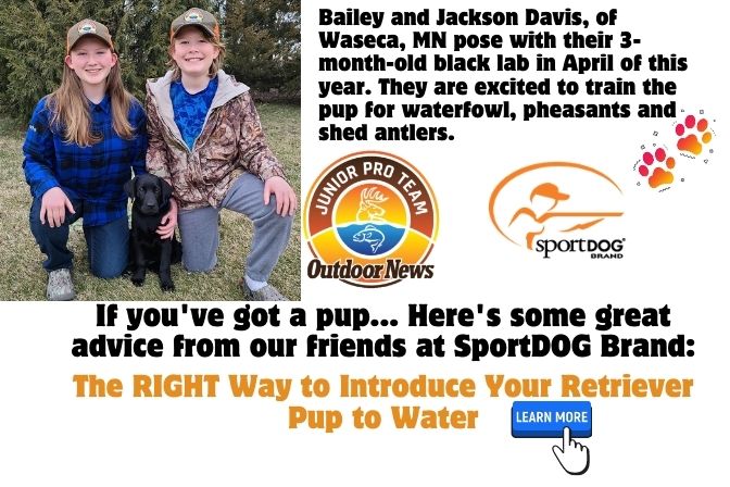 The RIGHT Way to Introduce Your Retriever Pup to Water by Lyle Steinman My method for introducing a young dog to water is tied to my expectation that that dog comes from a line of retrievers that absolutely thrive on the challenge of water work, whether it’s during a hunt test, field trial or waterfowl hunting. Start with good genetics. Do your pup’s parents like water? Do they hit the water hard regardless of temperature? I hope your answer to those questions is yes, because that makes your job of developing a water dog much easier.